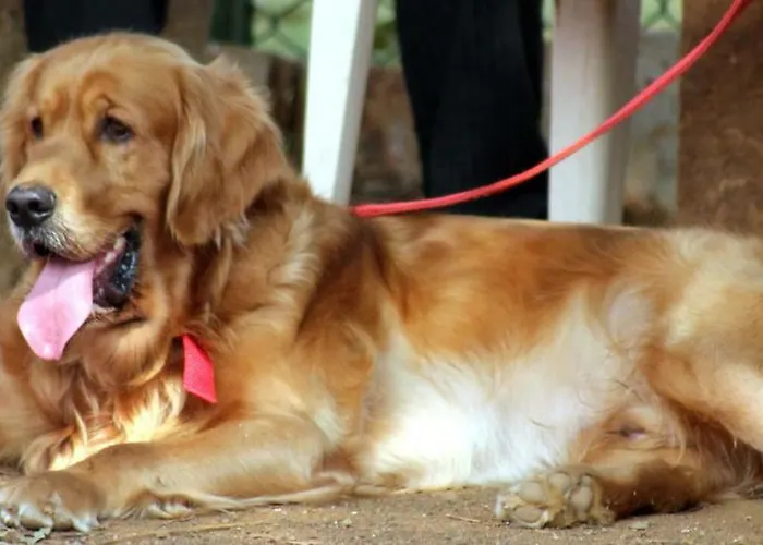 Hotell Almenara De Copau